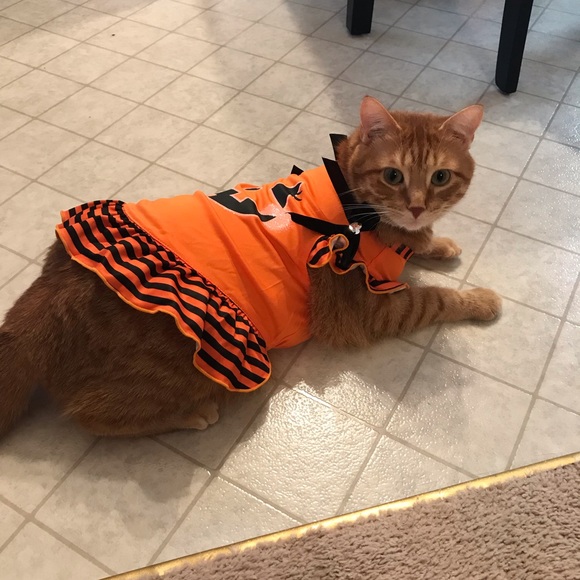 Accessories - Small dog 🐶 or cat 🐱 Halloween 🎃 dress
